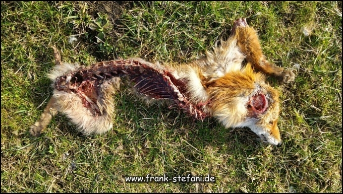 Toter Fuchs als Nahrung für Aasfresser
